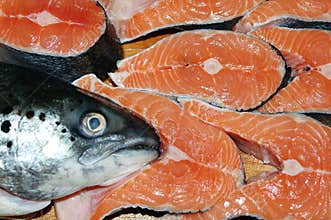 Salmon