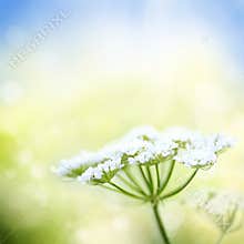 White wild carrot flower on spring background