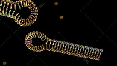 Hairpin RNA, Small interfering RNA or siRNA or short interfering RNA or silencing RNA