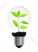 Light bulb with plant