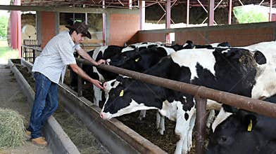 Farmer In His Cow Farm