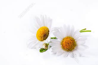 Art daisies summer flower isolated on white
