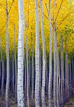 Aspen Trees Commited Vertical Growth Fall Color