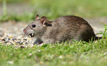 Brown rat.