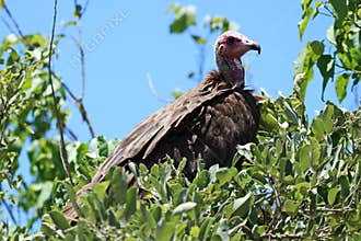 Hooded Vulture sitting ion a tree