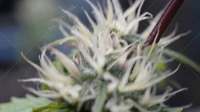 Macro video of marijuana flowers in the flowering stage