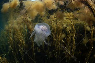 Cyanea lamarckii, blue jellyfish, bluefire jellyfish
