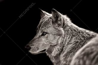 Arctic wolf