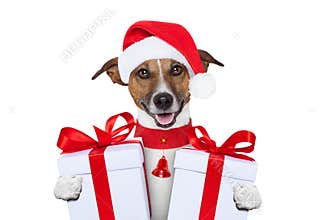 Christmas dog
