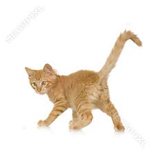 Ginger Cat kitten
