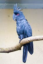 Palm Cockatoo