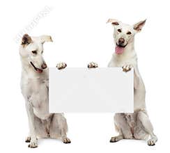 Two Crossbreed dogs sitting and holding