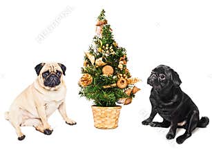 Two pugs sitting by a Christmas tree
