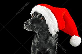 Black labrador mix dog wearing a Santa hat