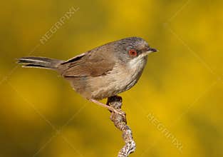 Beautiful Sylvia melanocephala warbler