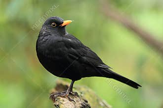 Eurasian blackbird