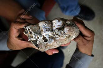 Mastodon Tooth Molar