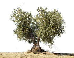 Olive tree white