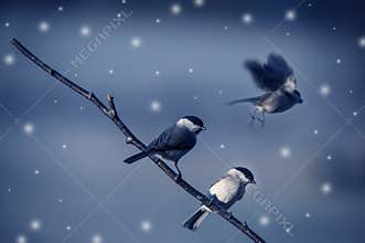 Birds in winter