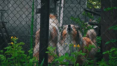 Collie Dogs Bark Through the Fence at Passers-by and Guard the House