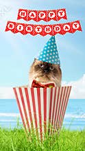 Happy birthday cat