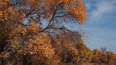 Turanga poplar, yellowed and wilting in the wind in arid deserts or a steppes of Kazakhstan