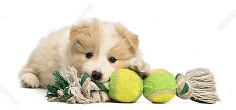 Border Collie puppy, 6 weeks old, lying and playing with a dog toy