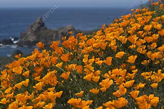 California Coast in Spring with golden poppies blooming near Big Sur California