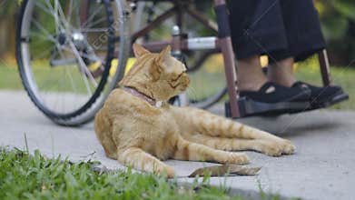 Feline therapy or therapy cats for dementia patients , stimulate activity and decrease loneliness