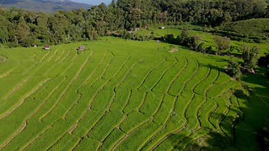 Terraced Rice Field in Chiangmai, Thailand