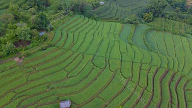 Terraced Rice Field in Chiangmai, Thailand