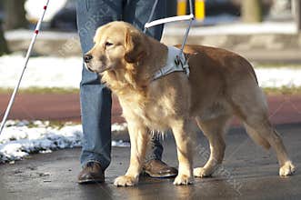 Guide dog is helping a blind man