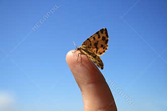 Butterfly on a finger