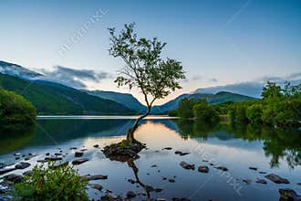 Lone Tree