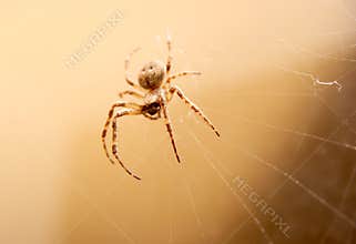 Spider