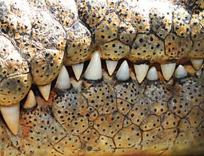 Saltwater crocodile teeth ,queensland,australia