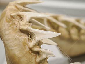 Mako shark jaw showing teeth