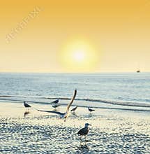 Sunset time on a beach with birds