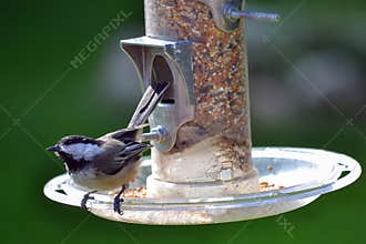 Black Capped Chickadee