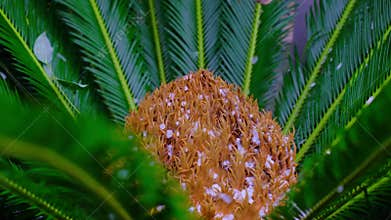 Slow motion video with hail on a green palm tree.