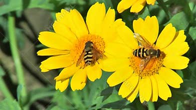 Video of hover flies feeding on nectar from yellow flowers