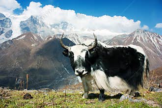 Yak in Langtang