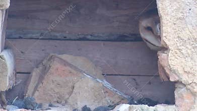 Close up barn owl Tyto alba. A bird is hiding in a broken wall, it\'s raining