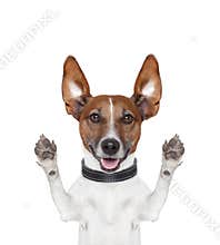 Silly crazy paws up dog