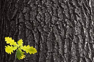 Young oak sprout on background bark old oak