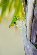 green lizard with red throat dewlap on tree trunk