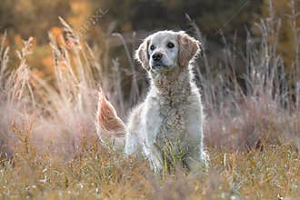 Attentive Golden Retriever in the morning