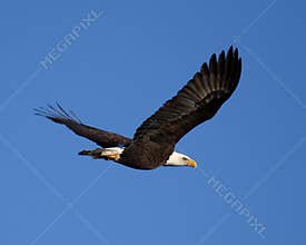 Bald eagle flying