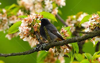 A charming male black redstart (Phoenicurus ochruros) resting next to a cherry tree flower
