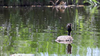 A solitary waterbird glides peacefully among lily pads on a calm pond, surrounded by reflections of greenery